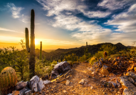 Image of the Arizona desert